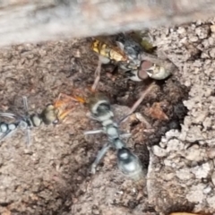 Myrmecia sp., pilosula-group at Lade Vale, NSW - 13 Feb 2021