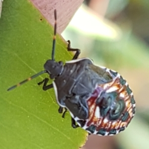 Oechalia schellenbergii at Lade Vale, NSW - 13 Feb 2021