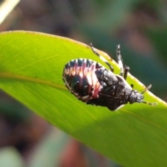 Oechalia schellenbergii at Lade Vale, NSW - 13 Feb 2021