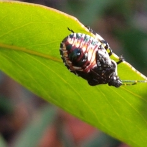 Oechalia schellenbergii at Lade Vale, NSW - 13 Feb 2021