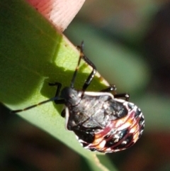 Oechalia schellenbergii at Lade Vale, NSW - 13 Feb 2021