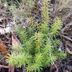 Persoonia chamaepeuce (Dwarf Geebung) at Lade Vale, NSW - 12 Feb 2021 by tpreston