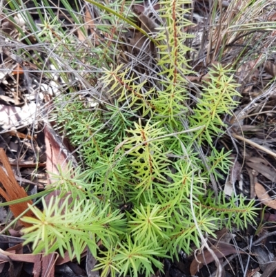 Persoonia chamaepeuce (Dwarf Geebung) at Mundoonen Nature Reserve - 12 Feb 2021 by tpreston