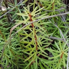 Persoonia chamaepeuce at Lade Vale, NSW - 13 Feb 2021