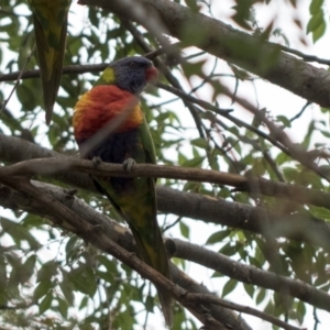 Trichoglossus moluccanus at Higgins, ACT - 8 Feb 2021