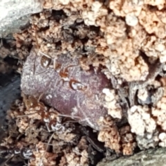 Aphaenogaster longiceps (Funnel ant) at Lade Vale, NSW - 12 Feb 2021 by tpreston