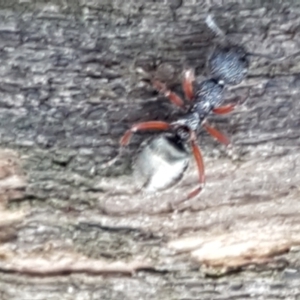 Dolichoderus scabridus at Lade Vale, NSW - 13 Feb 2021 10:53 AM