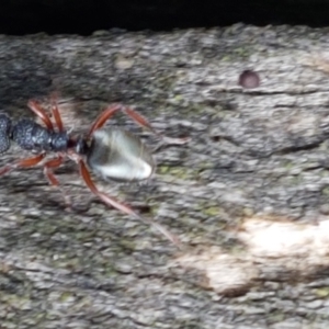 Dolichoderus scabridus at Lade Vale, NSW - 13 Feb 2021 10:53 AM