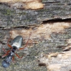 Dolichoderus scabridus at Lade Vale, NSW - 13 Feb 2021 10:53 AM