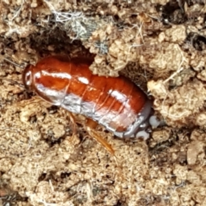 Blattidae sp. (family) at Lade Vale, NSW - 13 Feb 2021 10:52 AM