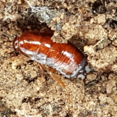 Platyzosteria similis at Lade Vale, NSW - 12 Feb 2021 by trevorpreston