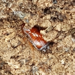 Blattidae sp. (family) at Lade Vale, NSW - 13 Feb 2021 10:52 AM