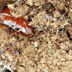 Blattidae sp. (family) at Lade Vale, NSW - 13 Feb 2021 10:52 AM