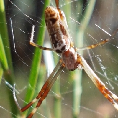 Plebs eburnus (Eastern bush orb-weaver) at Lade Vale, NSW - 12 Feb 2021 by tpreston