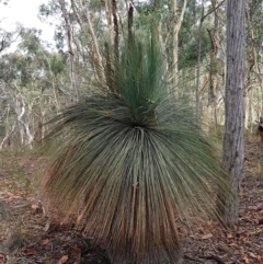 Xanthorrhoea glauca subsp. angustifolia (Grey Grass-tree) at Lade Vale, NSW - 13 Feb 2021 by trevorpreston