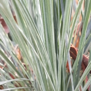 Xanthorrhoea glauca subsp. angustifolia at Lade Vale, NSW - suppressed