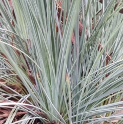 Xanthorrhoea glauca subsp. angustifolia at Lade Vale, NSW - 13 Feb 2021