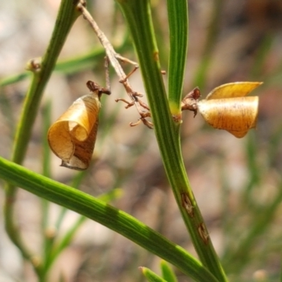 Daviesia leptophylla (Slender Bitter Pea) at Lade Vale, NSW - 12 Feb 2021 by tpreston