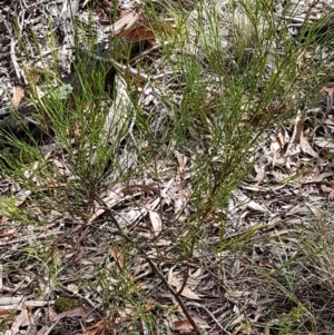 Daviesia leptophylla at Lade Vale, NSW - 13 Feb 2021 10:39 AM