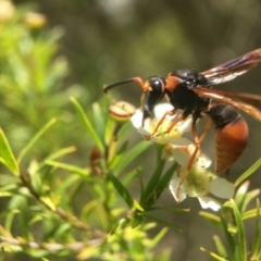 Eumeninae (subfamily) (Unidentified Potter wasp) at Acton, ACT - 13 Feb 2021 by PeterA