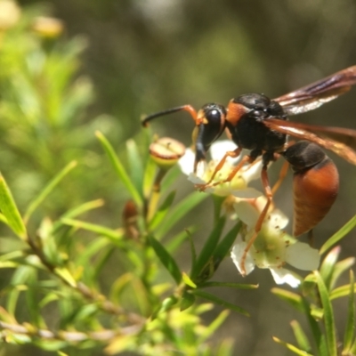 Eumeninae (subfamily) (Unidentified Potter wasp) at Acton, ACT - 13 Feb 2021 by PeterA