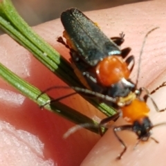 Chauliognathus tricolor (Tricolor soldier beetle) at Lade Vale, NSW - 13 Feb 2021 by trevorpreston