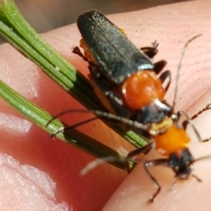 Chauliognathus tricolor at Lade Vale, NSW - 13 Feb 2021