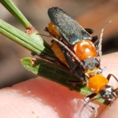 Chauliognathus tricolor at Lade Vale, NSW - 13 Feb 2021