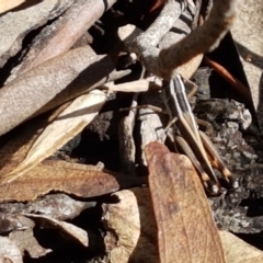Macrotona australis (Common Macrotona Grasshopper) at Mundoonen Nature Reserve - 12 Feb 2021 by tpreston
