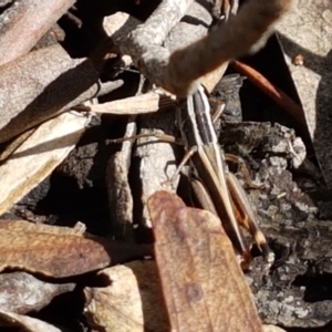 Macrotona australis at Lade Vale, NSW - 13 Feb 2021