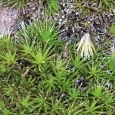 Campylopus (A moss) at Mundoonen Nature Reserve - 12 Feb 2021 by tpreston