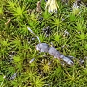 Rhytidoponera sp. (genus) at Lade Vale, NSW - 13 Feb 2021