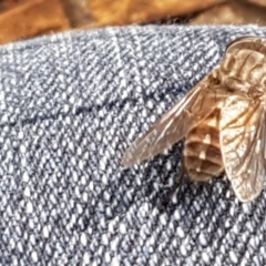 Dasybasis sp. (genus) (A march fly) at Lade Vale, NSW - 13 Feb 2021 by trevorpreston