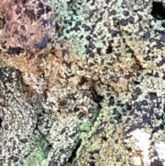 Unidentified Lichen at Lade Vale, NSW - 12 Feb 2021 by trevorpreston