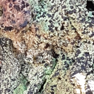 Unidentified Lichen at Mundoonen Nature Reserve - 12 Feb 2021 by trevorpreston