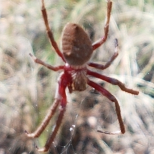 Hortophora sp. (genus) at Lade Vale, NSW - 13 Feb 2021 10:29 AM