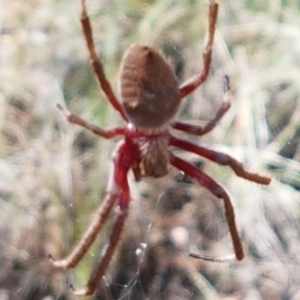 Hortophora sp. (genus) at Lade Vale, NSW - 13 Feb 2021