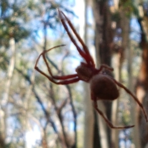 Hortophora sp. (genus) at Lade Vale, NSW - 13 Feb 2021 10:29 AM