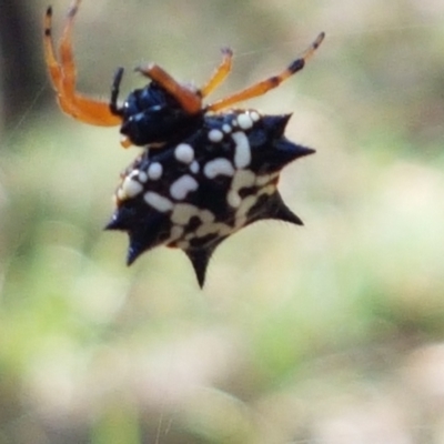 Austracantha minax (Christmas Spider, Jewel Spider) at Lade Vale, NSW - 12 Feb 2021 by tpreston