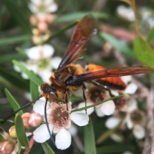 Guerinius shuckardi at Acton, ACT - 8 Feb 2021 03:44 PM