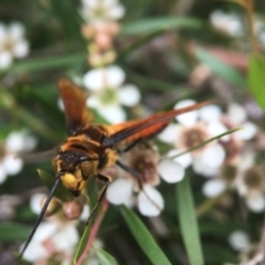 Guerinius shuckardi at Acton, ACT - 8 Feb 2021 03:44 PM