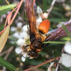 Guerinius shuckardi at Acton, ACT - 8 Feb 2021 03:44 PM