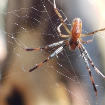 Trichonephila edulis (Golden orb weaver) at Lade Vale, NSW - 13 Feb 2021 by trevorpreston