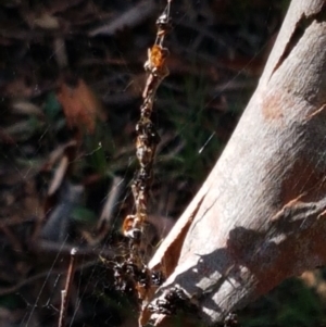 Trichonephila edulis at Lade Vale, NSW - 13 Feb 2021