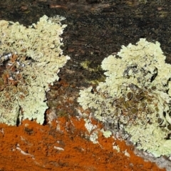 Parmeliaceae (family) (A lichen family) at Lade Vale, NSW - 13 Feb 2021 by trevorpreston