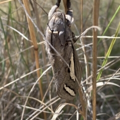 Abantiades magnificus (Magnificent Ghost Moth) at Nanima, NSW - 13 Feb 2021 by 81mv