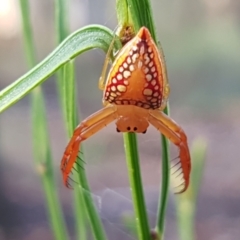 Arkys walckenaeri (Triangle spider) at Lade Vale, NSW - 13 Feb 2021 by trevorpreston