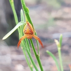 Arkys walckenaeri at Lade Vale, NSW - 13 Feb 2021