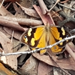 Heteronympha merope (Common Brown Butterfly) at Mundoonen Nature Reserve - 12 Feb 2021 by tpreston