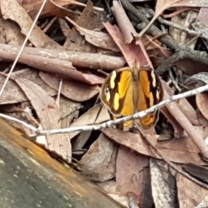 Heteronympha merope at Lade Vale, NSW - 13 Feb 2021